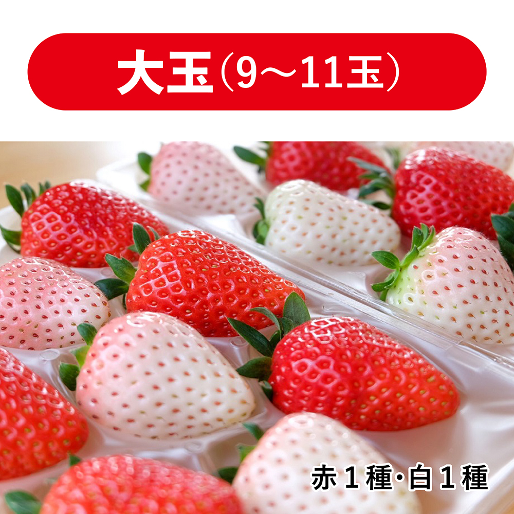 【送料無料】大玉！いただきいちご園の紅白いちご2品種食べ比べセット