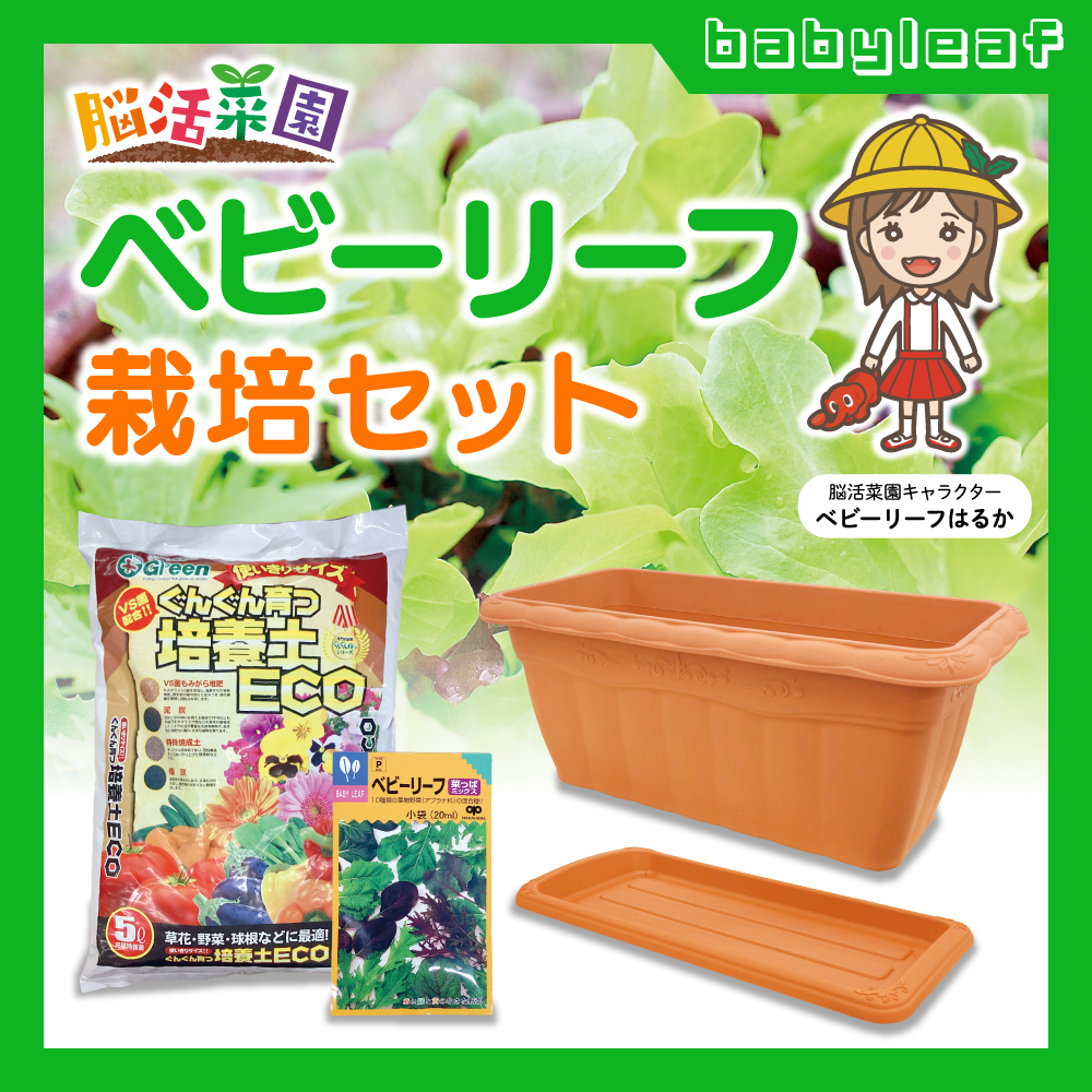 脳活菜園 ベビーリーフ栽培セット