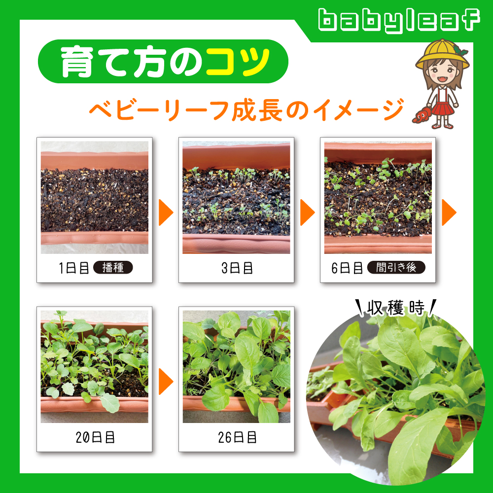 脳活菜園 ベビーリーフ栽培セット