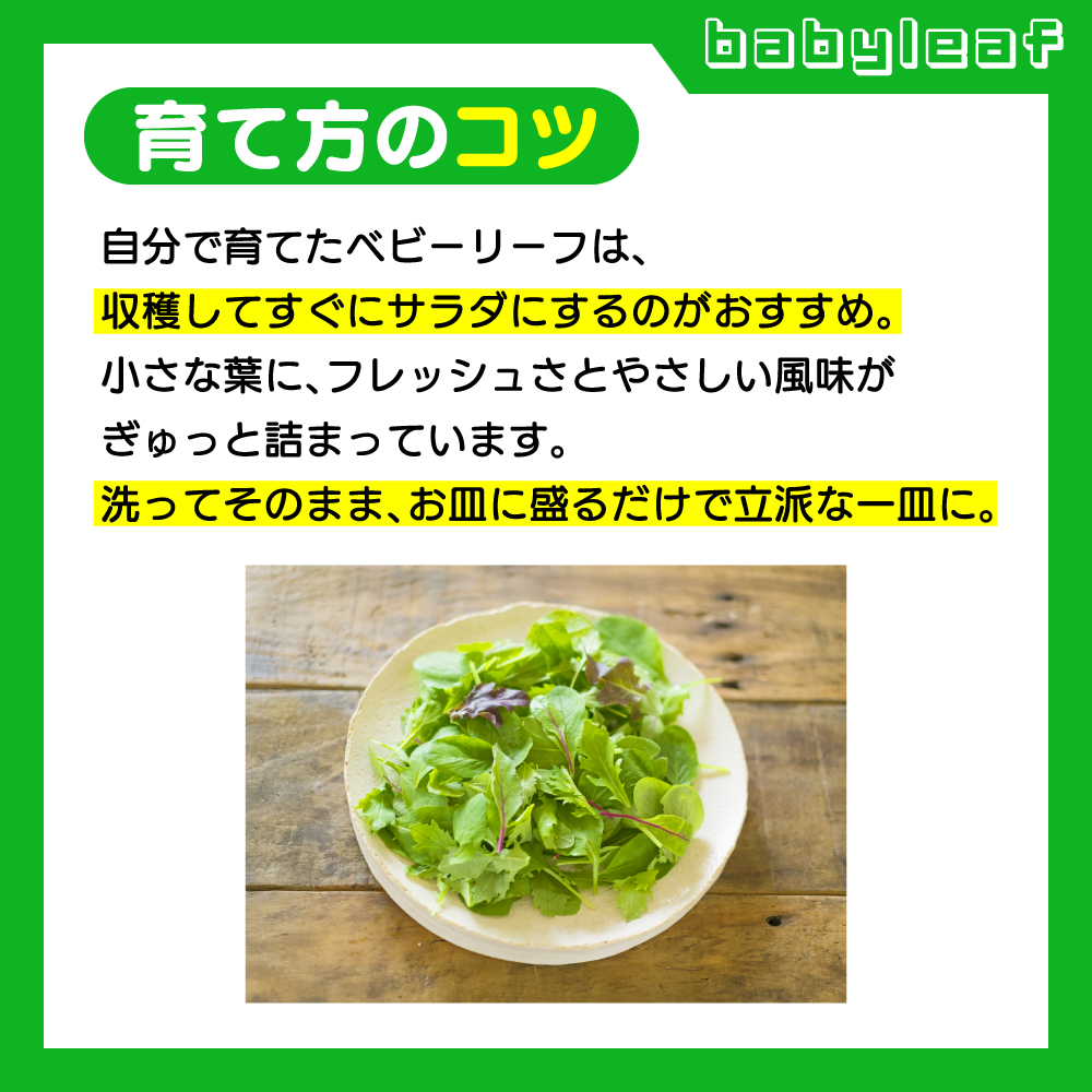 脳活菜園 ベビーリーフ栽培セット