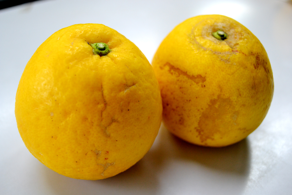 ご家庭用「河内晩柑」2kg