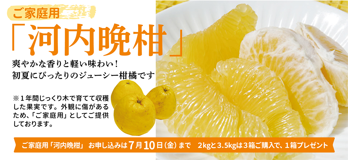 河内晩柑